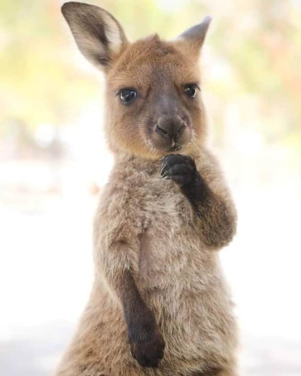 Australiaさんのインスタグラム写真 - (AustraliaInstagram)「“Hmmm, do I want grass or flowers for brekky...” 🤔 @photosbyhanna spotted #kangaroo joey, Ouija, making all the daily important decisions at @ballaratwildlifepark. This #wildlife park in @visitballarat is only 1.5 hours from @visitmelbourne, which makes it a perfect day trip if you’re staying in the city. Over 100 kangaroos roam freely around the park, so you can get up close and personal with them and even have the opportunity to hand-feed these amazing animals with the supplied roo food. Sounds like Ouija had better add that option to her menu for consideration, too. 😜  #seeaustralia #visitvictoria #visitballarat #travel #wildlifephotography」5月16日 4時00分 - australia