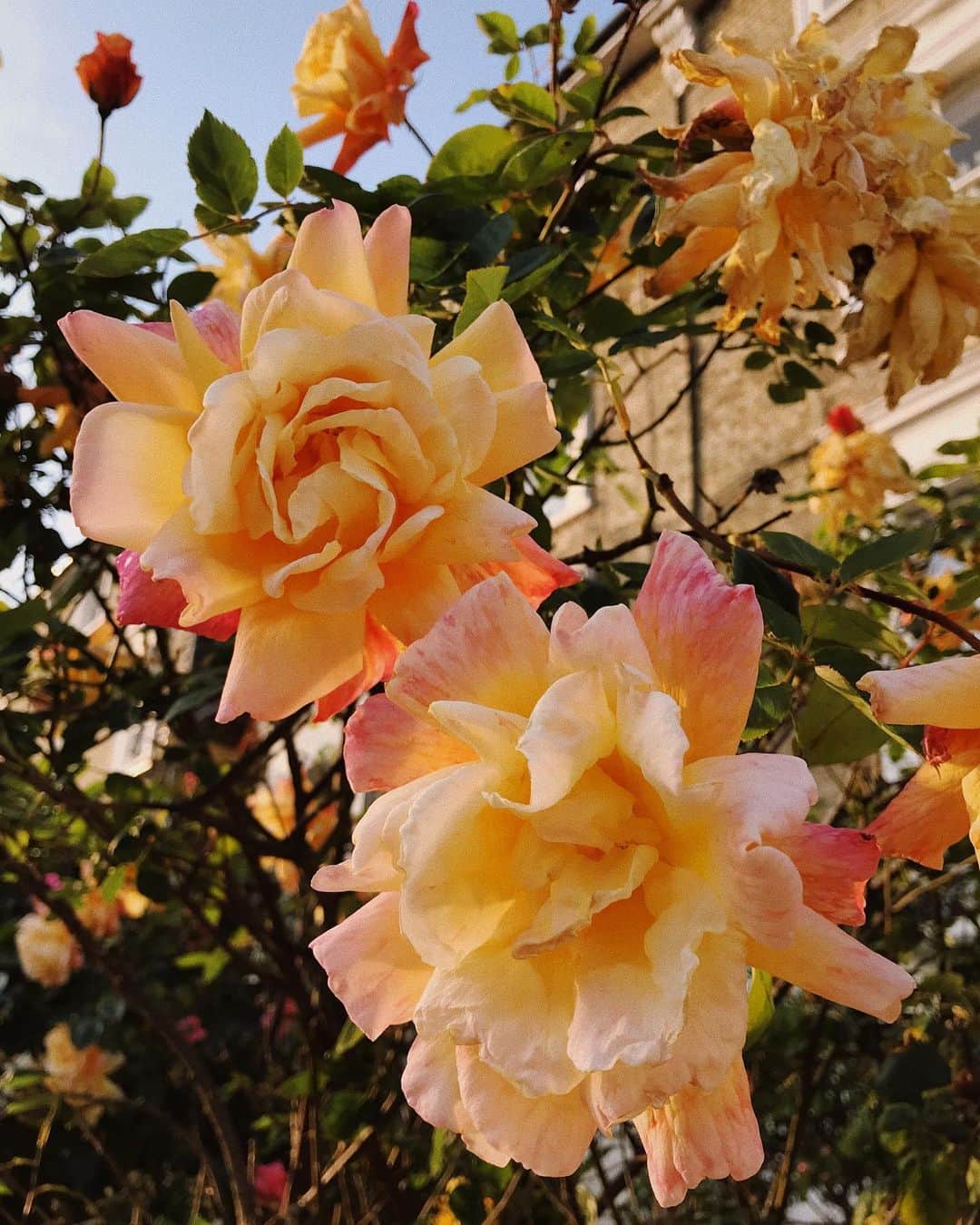 Meganさんのインスタグラム写真 - (MeganInstagram)「Hampstead roses  #roses #englishgarden #hampsteadheath」5月16日 5時05分 - zanzan_domus