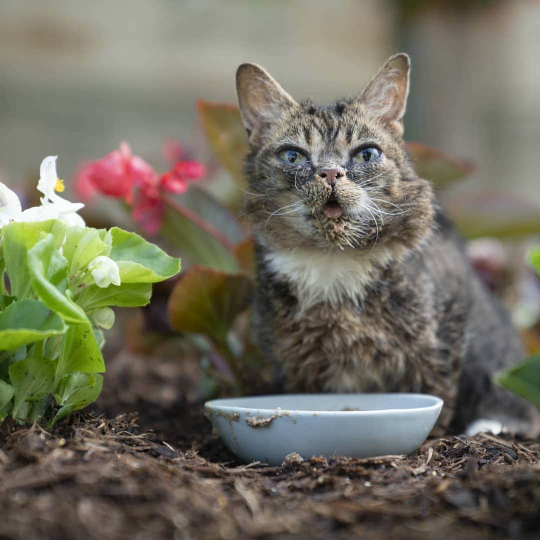 Lil BUBさんのインスタグラム写真 - (Lil BUBInstagram)「BUB may not be able to plant her own garden, but she can enjoy the fruits and veggies from sustainable farms used in Halo's pet food (they only use the best stuff). #goodjobhalo #goodjobbub」5月16日 5時18分 - iamlilbub