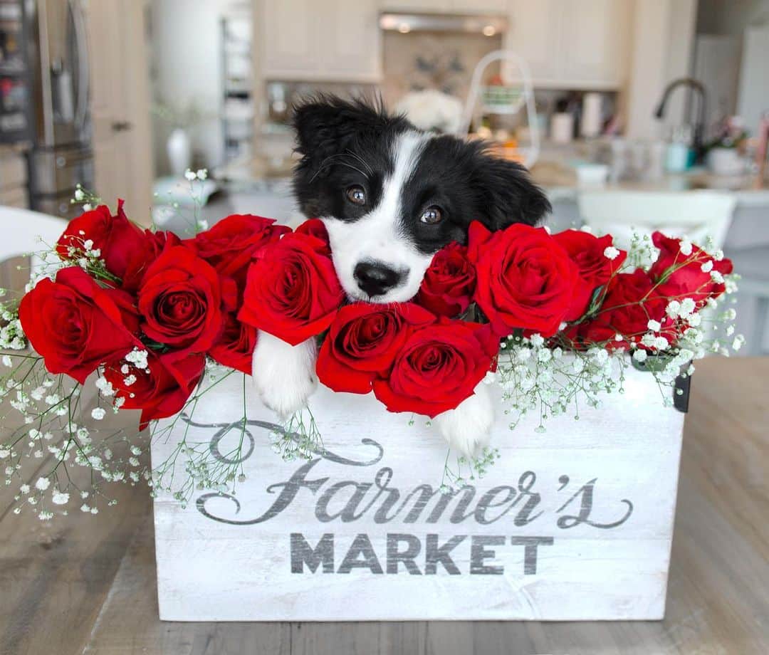 Jazzy Cooper Fostersさんのインスタグラム写真 - (Jazzy Cooper FostersInstagram)「Nothing is better than a box full of roses and a panda puppy. 🐼🌹 (I don’t eat candies 😝) Happy first-time-I-met-you Anniversary to my sweet husband. 😁🌹#nophotoshop ✌🏼」5月16日 5時11分 - bordernerd