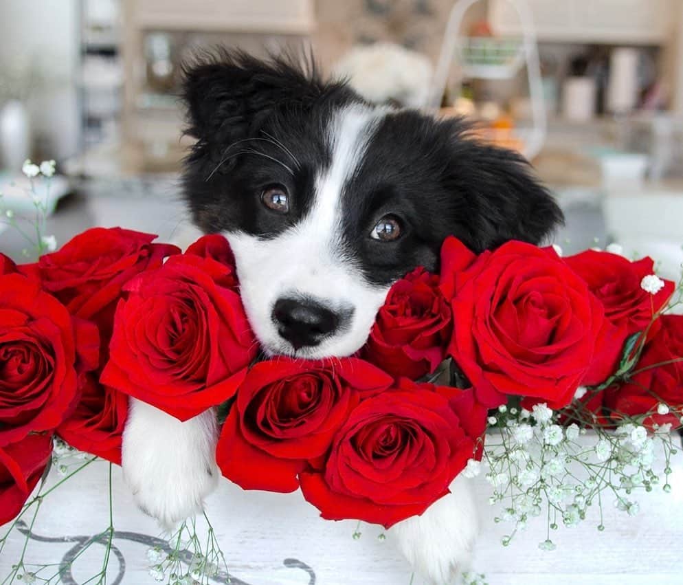 Jazzy Cooper Fostersさんのインスタグラム写真 - (Jazzy Cooper FostersInstagram)「Nothing is better than a box full of roses and a panda puppy. 🐼🌹 (I don’t eat candies 😝) Happy first-time-I-met-you Anniversary to my sweet husband. 😁🌹#nophotoshop ✌🏼」5月16日 5時11分 - bordernerd