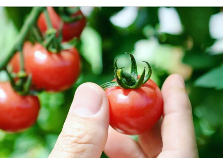 RIKACOさんのインスタグラム写真 - (RIKACOInstagram)「絶対に美味しいやつ🍅🍅🍅 #Repost @ldhfarm_official ・・・ 『プレミアム　ハニートマト』WEB限定販売のお知らせ！ ・ お待たせしました！ ・ いよいよ今年も昨年大好評頂いた 「ハニートマト」の最高級ブランド、 「プレミアム ハニートマト」の限定販売をスタートいたします。 ・ 「ハニートマト」の中でも甘味、酸味、旨味、コク、そして栄養価と全てが最高峰に達した逸品です。 ・ 自然と生産者の情熱、技術によって1年でごくわずかな期間にだけ生まれる幻の味、一口食べた瞬間、驚く程濃厚で凝縮されたうまみが溢れ出します✨ ・ 糖度センサーで糖度10度以上のものを選び、一粒一粒手作業で丁寧に梱包し、愛情込めて最高の状態の物をお届けします。 ・ この旬の時期にしか味わえない美味しい感動をぜひ一度お試し下さい☺️🍅 ・ 友人や大切な方への贈り物、自分へのご褒美にもお勧めです。 ・ ———————— ・ 【PREMIUM HONEY TOMATO】  プレミアムハニートマト ・ 5月中旬~6月末までの期間限定販売予定 ・ ※大変希少なため、WEB限定販売 ・ ※売れきれ次第販売終了 ・ 商品内容：プレミアム ハニートマト  価格：500g  3,800円　/ 800g 5,300円（共に税別） ・ 天候条件等によって出荷期間が変更になりますのでご了承いただきますようお願い致します。 ・ __🍅ハニートマト🍅___ ・  WEBでの販売はこちらから _____________________ ・ www.ldhfarm.co.jp/rikaco-table/product/ ・ ↓↓↓ ・ @ldhfarm_official  のプロフィールURLからもご購入いただけます🤗 ・ 🚛💨 _________________  #ldhfarm  #rikacotable  #プレミアムハニートマト #限定販売 #eatveggies #fresh #healthy #healthylifestyle」5月16日 5時14分 - rikaco_official