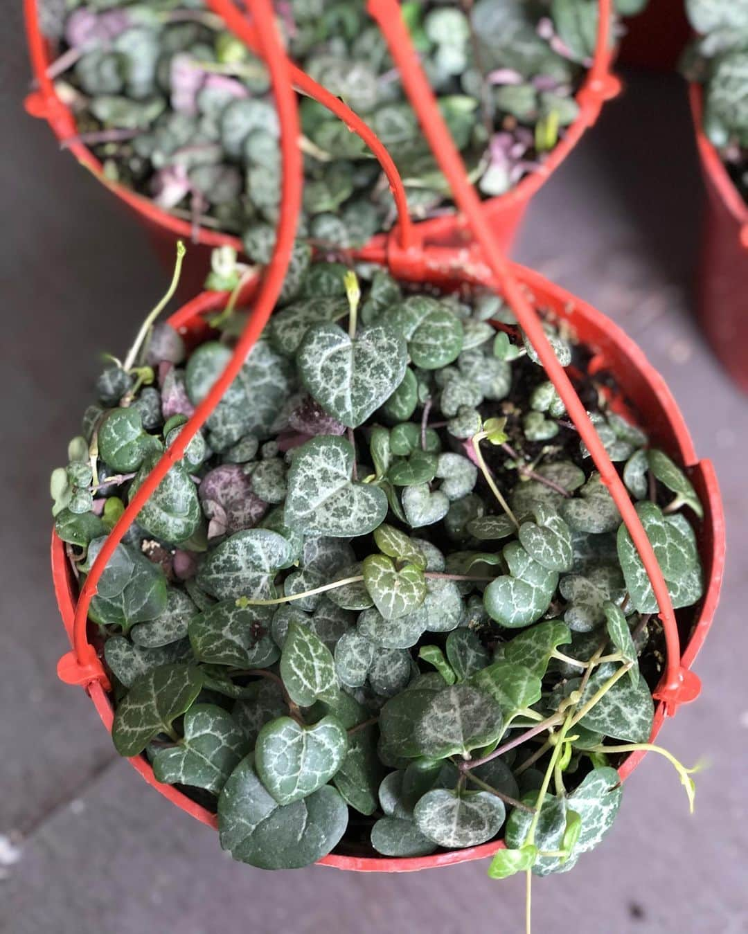 The Louunのインスタグラム：「#stringofhearts #succulents #raresucculents available now www.benefitplants.com」