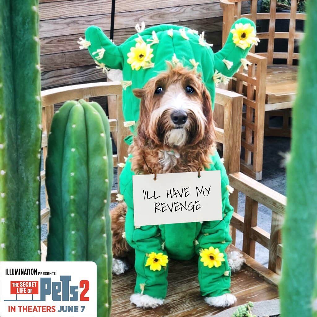 DogsOf Instagramのインスタグラム：「@amazinggraciedoodle is sharing all-the-feels.  Does your dog have something to say?  Go to TheSecretLifeofMyPet.com and share your pets secret. #ad」