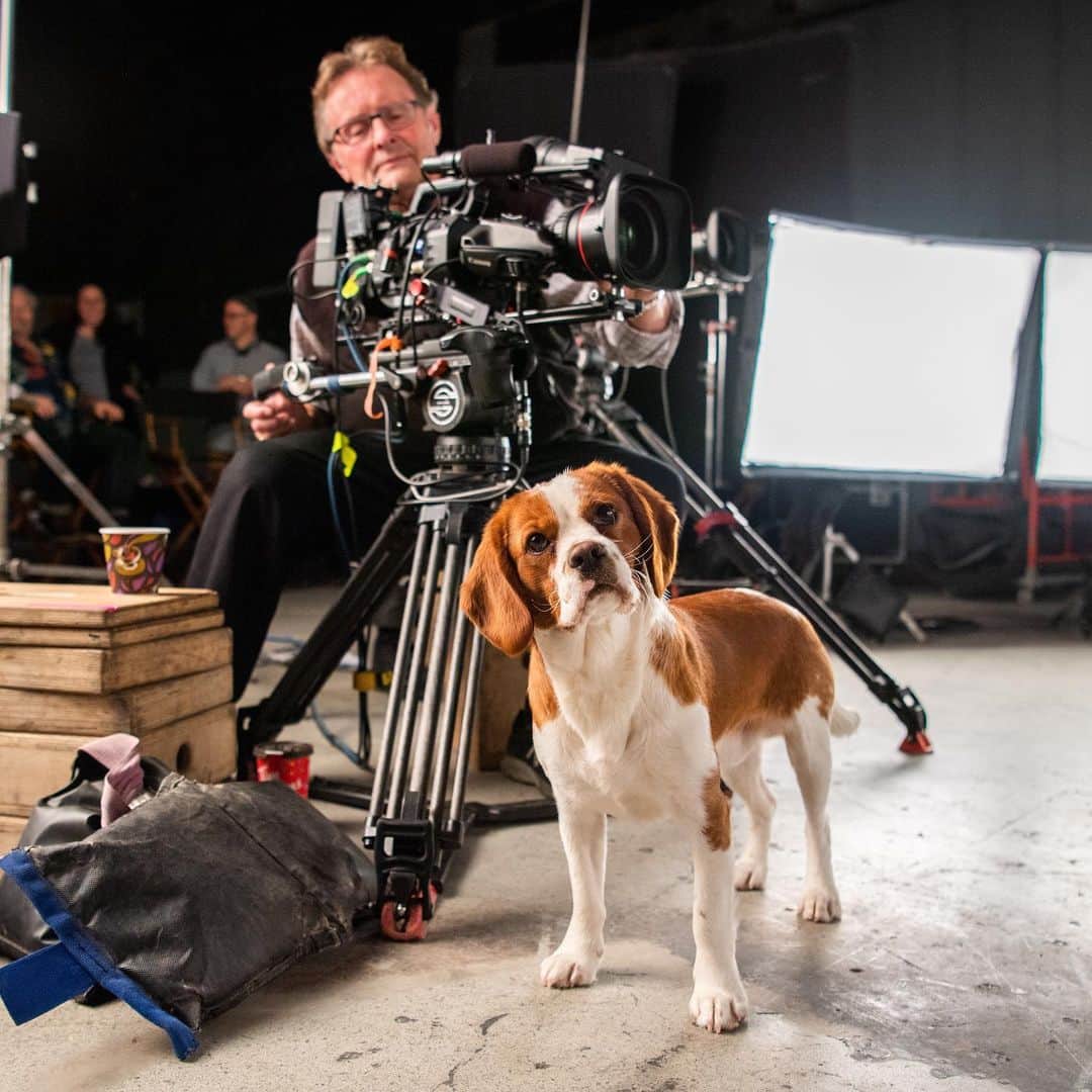 The Dogistさんのインスタグラム写真 - (The DogistInstagram)「Molly & Max from the upcoming film, @ADogsJourneyMovie #ad, in theaters May 17th • “On purpose, each iteration of Bailey is in direct opposition to the size of the actor playing CJ throughout her life. Eleven-year-old CJ is with Molly, the Beaglier, and Adult CJ receives teeny Max: a Yorkshire terrier who has more screen time than the other dogs.” – Bonnie Judd, Animal Coordinator and Lead Trainer, A Dog’s Journey #ADogsJourney」5月16日 5時41分 - thedogist