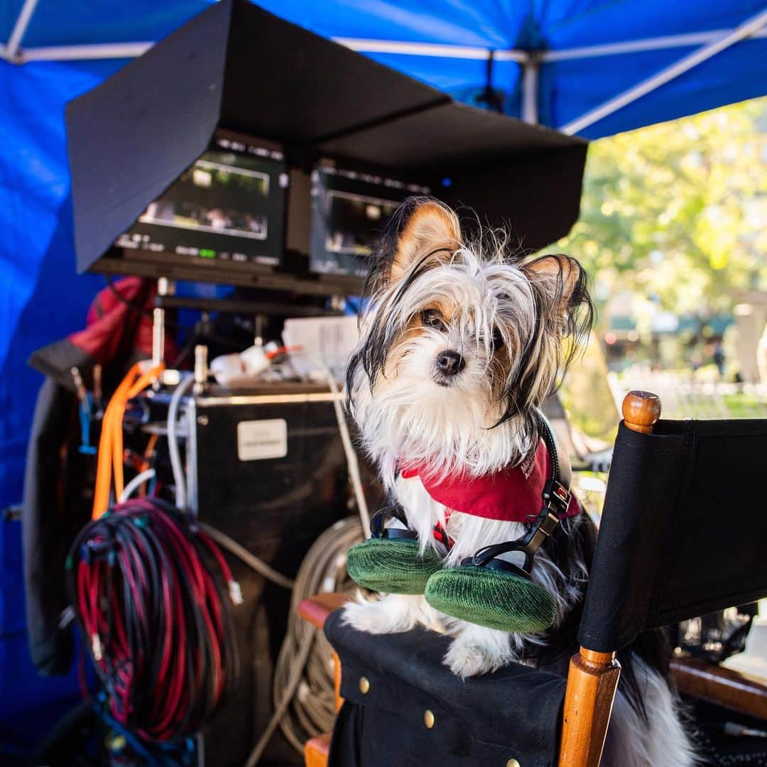 The Dogistさんのインスタグラム写真 - (The DogistInstagram)「Molly & Max from the upcoming film, @ADogsJourneyMovie #ad, in theaters May 17th • “On purpose, each iteration of Bailey is in direct opposition to the size of the actor playing CJ throughout her life. Eleven-year-old CJ is with Molly, the Beaglier, and Adult CJ receives teeny Max: a Yorkshire terrier who has more screen time than the other dogs.” – Bonnie Judd, Animal Coordinator and Lead Trainer, A Dog’s Journey #ADogsJourney」5月16日 5時41分 - thedogist