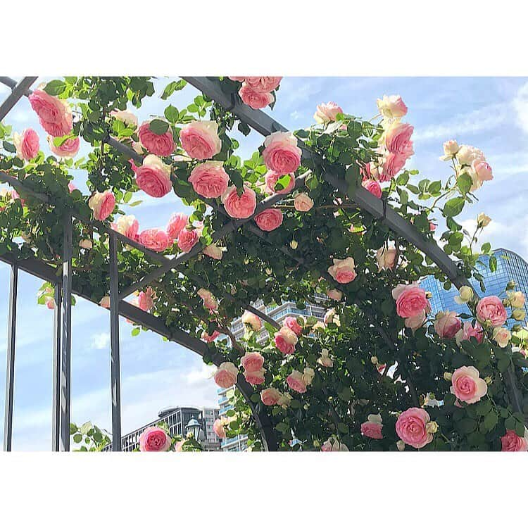 ree_mstorynさんのインスタグラム写真 - (ree_mstorynInstagram)「#rosegarden  今年も 都会のバラを愛でに行ってきました その存在感 高貴な香り すべてがお見事 ・ ・ #中之島バラ園 #バラ園 #バラ #薔薇 #rose #都会の花 #中之島公園 #中之島 #大阪 #花好きな人と繋がりたい #花写真 #vsco #vscam」5月16日 16時32分 - ree_mstoryn