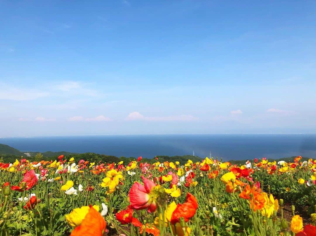近藤夏子さんのインスタグラム写真 - (近藤夏子Instagram)「花さじきのポピー畑💐✨ 花畑の中にいるのは、私と、前撮り中のカップル👫 なんだろう。。 とても切ない気持ちだよ？笑 #花さじき #ポピー #花畑 #花嫁 #花婿 #👰🤵 #💁‍♀️」5月16日 15時26分 - kondonatsuko