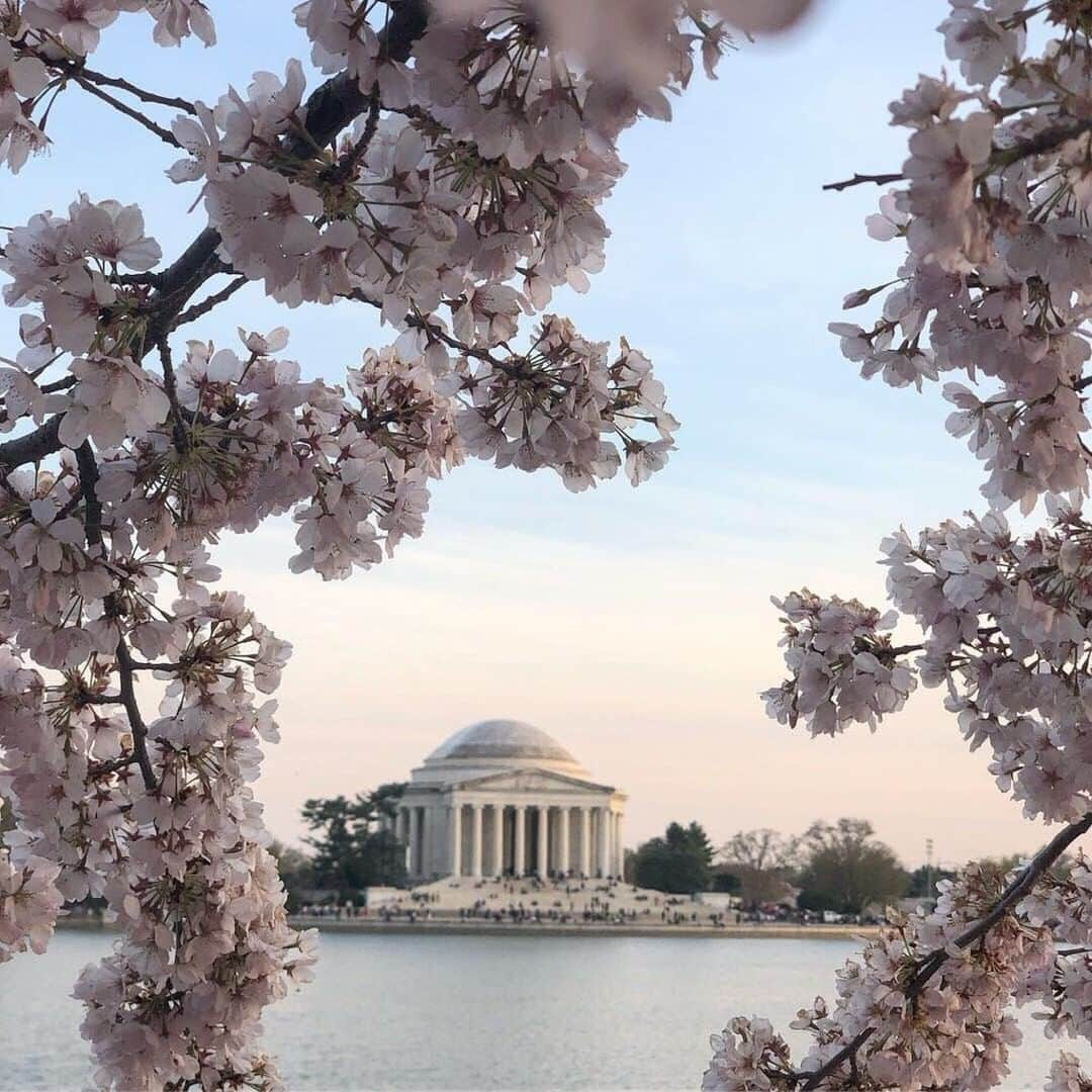 ナショナルジオグラフィックさんのインスタグラム写真 - (ナショナルジオグラフィックInstagram)「Photo by Pete McBride @pedromcbride | Monumental Blossom: Every spring, the Tidal Basin in Washington, D.C., explodes with thousands of pink and white cherry blossoms. The 3,000 trees were a gift from Tokyo Mayor Yukio Ozaki back in 1912. It was amazing to be there for this year's peak bloom, which typically lasts just a few days out of the two-week blooming period. For more images of flora and fauna from around the world, follow @pedromcbride #petemcbride #cherryblossom #nature #jeffersonmemorial」5月16日 15時34分 - natgeo