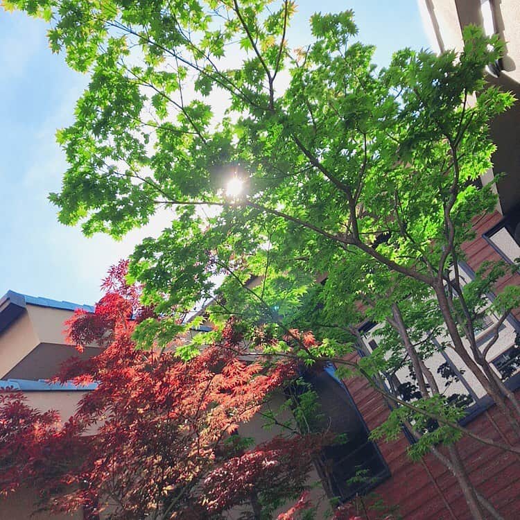 前田友香さんのインスタグラム写真 - (前田友香Instagram)「﻿ 毎日いいお天気☀️﻿ ﻿ 緑と空みると 元気もらえる💚﻿ ﻿ ﻿#何気ない景色  #何気ない日常 ﻿」5月16日 15時57分 - yukamaeda.maeyuka