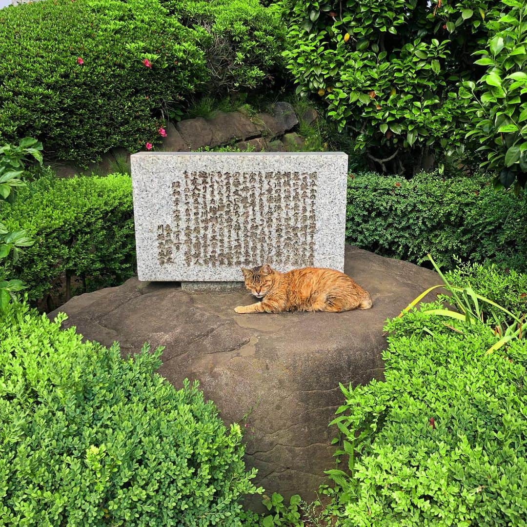 黒木渚さんのインスタグラム写真 - (黒木渚Instagram)「アシュラ男爵みたいな猫に絡まれました。結構オラオラな猫で頭を撫でろと強要されました。  川を覗けば亀が居て、石碑の前にはモデル猫。こんな町に住んでみたい。  #アシュラ男爵 #猫 #そろりそろり #亀」5月16日 16時07分 - nagisa_kuroki