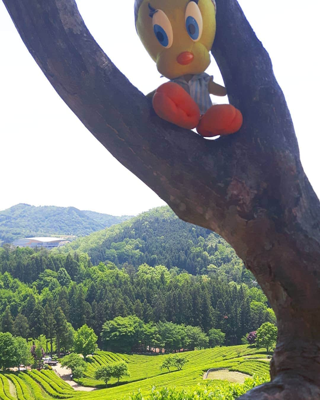 Little Yellow Birdさんのインスタグラム写真 - (Little Yellow BirdInstagram)「Today it's off for some green tea at the Daehan Dawon Tea Plantation! Such luscious green!! #littleyellowbird #tweety #tweetykweelapis #adventures #yellow #bird #beosang #daehandawon #대한다원 #보성군 #daehandawonteaplantation #teaplantation #tea #차 #greentea #green #bluesky #sunny #travel #traveling #wanderlust #stuffedanimalsofinstagram #plushiesofinstagram」5月16日 16時21分 - tweetykweelapis