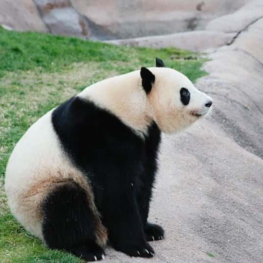 パンダ（白浜）さんのインスタグラム写真 - (パンダ（白浜）Instagram)「🐼 😊 #HELLOLITTLE 🐼🐼🐼 #ハローリトル #baby #pandamental #hellopanda #ハローパンダ #パンダグラビア and #panda #pandababy 🐼🐼🐼 ⭐︎『HELLO LITTLE』IN STORE NOW⭐️ #桜浜 🌸 staying for snack?:)」5月16日 16時28分 - hellopanda_book