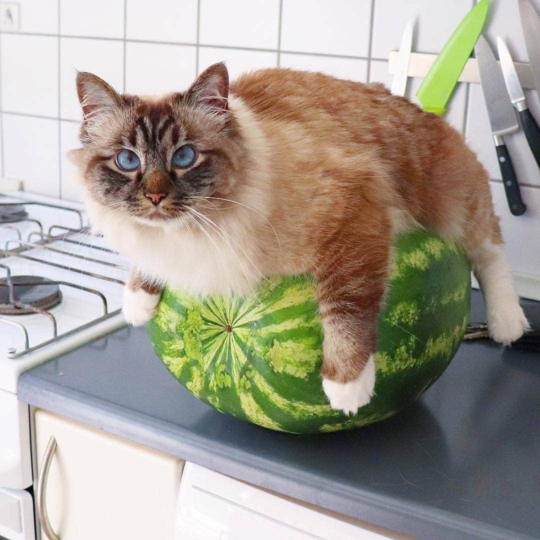 Aww Clubさんのインスタグラム写真 - (Aww ClubInstagram)「When a Queen does pilates 🐾 📷@missenell  #meowed #birman #Nelly #keepfit」5月16日 16時30分 - meowed