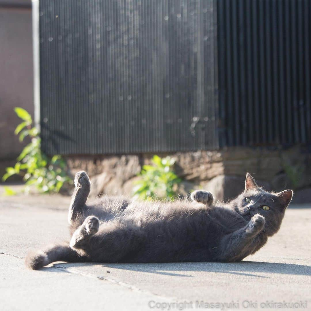 Masayukiさんのインスタグラム写真 - (MasayukiInstagram)「体幹。  おはようございます。 Good morning from Aichi 🐈☀️ #cat #ねこ」5月16日 7時42分 - okirakuoki