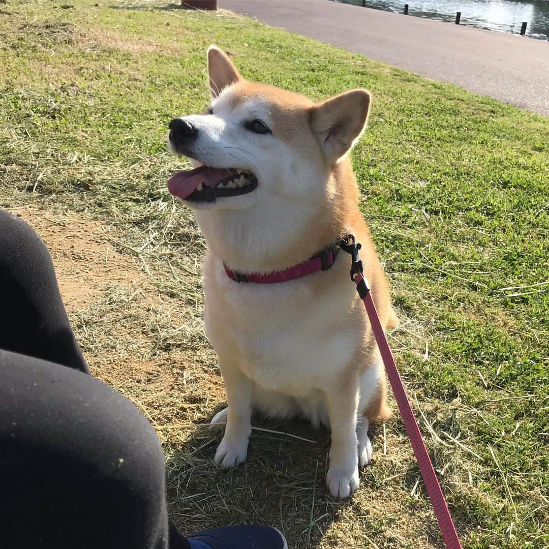 柴犬のモモさんのインスタグラム写真 - (柴犬のモモInstagram)「おはようございます。今日も大好きなおばちゃんにおやつをもらいました #いぬ #イヌ #犬 #柴犬 #赤柴 #日本犬 #犬バカ部 #ふわもこ部 #いぬら部 #癒しわんこ #柴犬マニア #犬のいる暮らし #口角キュキュッと部 #shiba #shibainu #shibadog #dogstagram #dogsofinstagram #shibastagram #shibasofinstagram #shibamania #inu #instadog #toyota_dog」5月16日 7時56分 - shi_ba_i_nu_momo