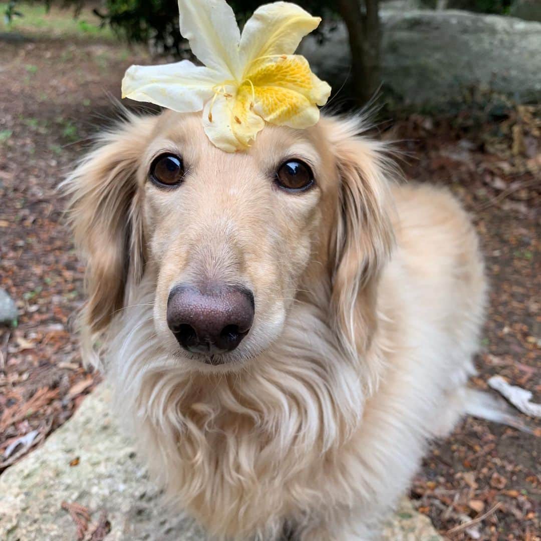 のインスタグラム：「Good morning ☀️ おは#ツツジ #乗せ乗せ  #カメラ嫌い同好会 #pecoいぬ部 #犬の生活が第一 #癒しわんこ #dachshund #犬バカ部 #短足部 #ふわもこ部 #tokyocameraclub #東京カメラ部」
