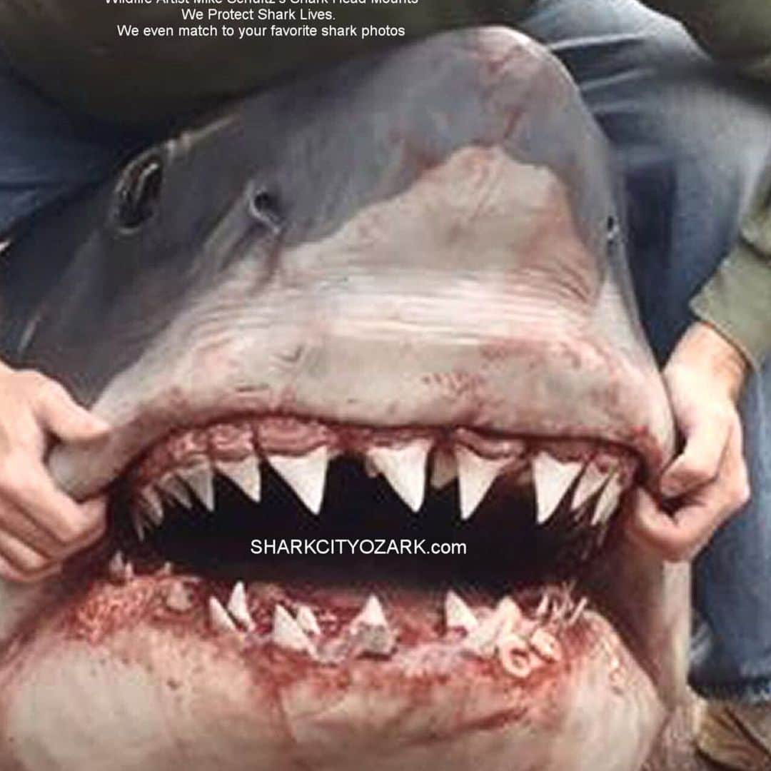 グレゴリー・ニコテロさんのインスタグラム写真 - (グレゴリー・ニコテロInstagram)「This might be the coolest great white shark replica head I’ve ever seen.  Go hit up Mike and Cathy @sharkcityozark as I think these will be available this summer.  So damn cool!!! #greatwhiteshark #prop」5月16日 8時39分 - gnicotero