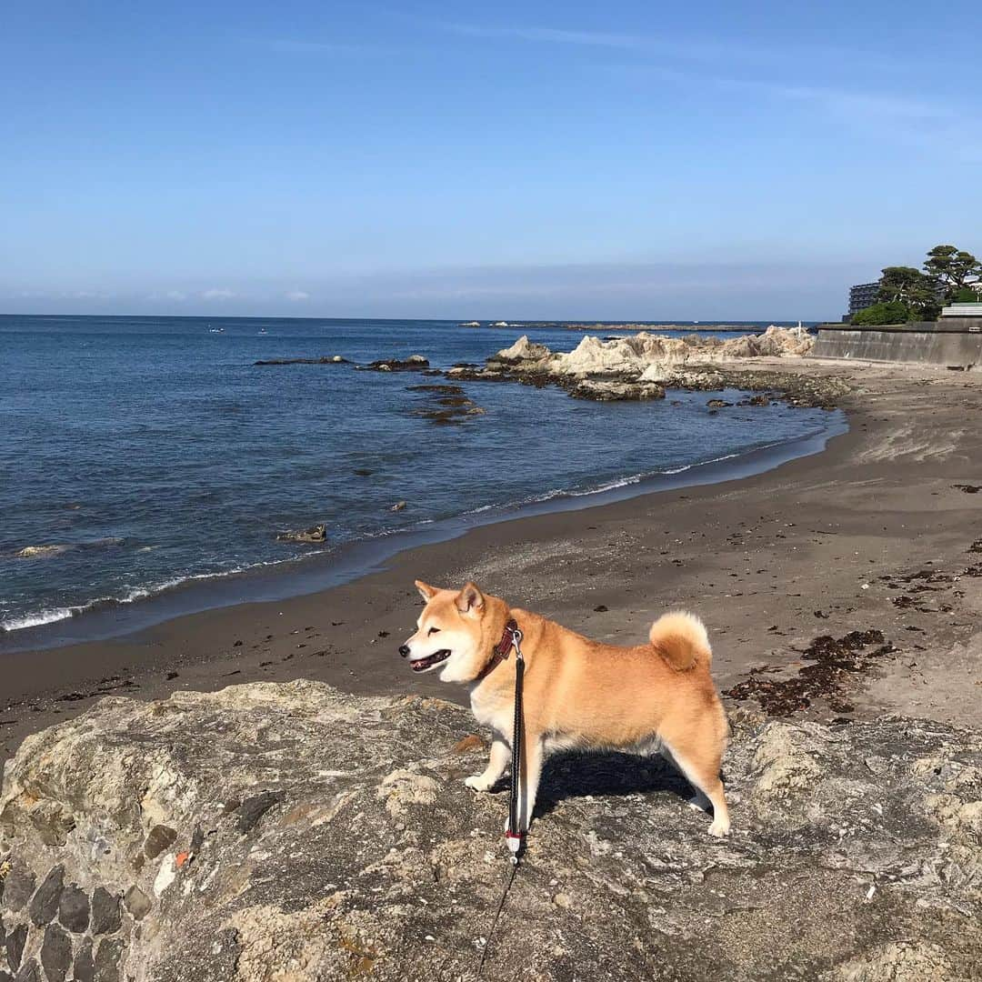 マル子さんのインスタグラム写真 - (マル子Instagram)「今朝の王様はご機嫌😊 #マル子  #柴犬  #shiba  #マル子王  #ギリギリマル子  #民がおらぬぞ」5月16日 8時40分 - tomikago