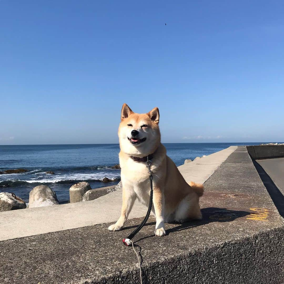 マル子さんのインスタグラム写真 - (マル子Instagram)「今朝の王様はご機嫌😊 #マル子  #柴犬  #shiba  #マル子王  #ギリギリマル子  #民がおらぬぞ」5月16日 8時40分 - tomikago