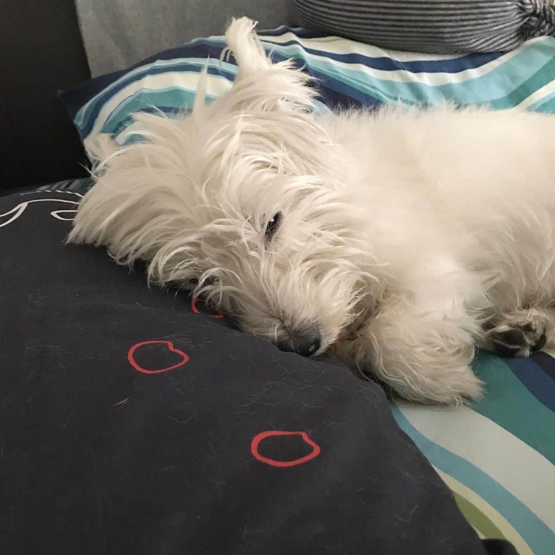 Hoykong&Plamuekのインスタグラム：「Need more sleep #plamuek_westies  ยังไม่อยากตื่นง่าาาา ขอนอนต่อนะฮับ」