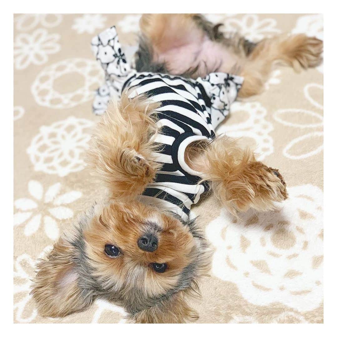 筒井萌子のインスタグラム：「* うに🐶(@nontatiara )曰く全身いないいないばあ👋らしい🐥 一応女の子だからね。でもこの格好が好きみたい😂 ・ #tbs #ドラマ #筒井萌子 #女優 #actress #モデル #model #ヨークシャテリア #ヨーキー  #岡山 #shooting #instagood #instalike #撮影 #followme #instalike #ゴルフ #ゴルフ女子 #シャネル #CHANEL #chanel」