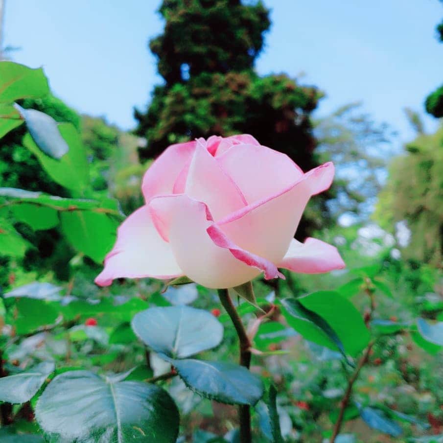 岡本真夜さんのインスタグラム写真 - (岡本真夜Instagram)「#薔薇 #綺麗 #江ノ島 #ピンク #空 #rose #beautiful #pink #enoshima #blue #sky」5月16日 8時53分 - mayookamoto510