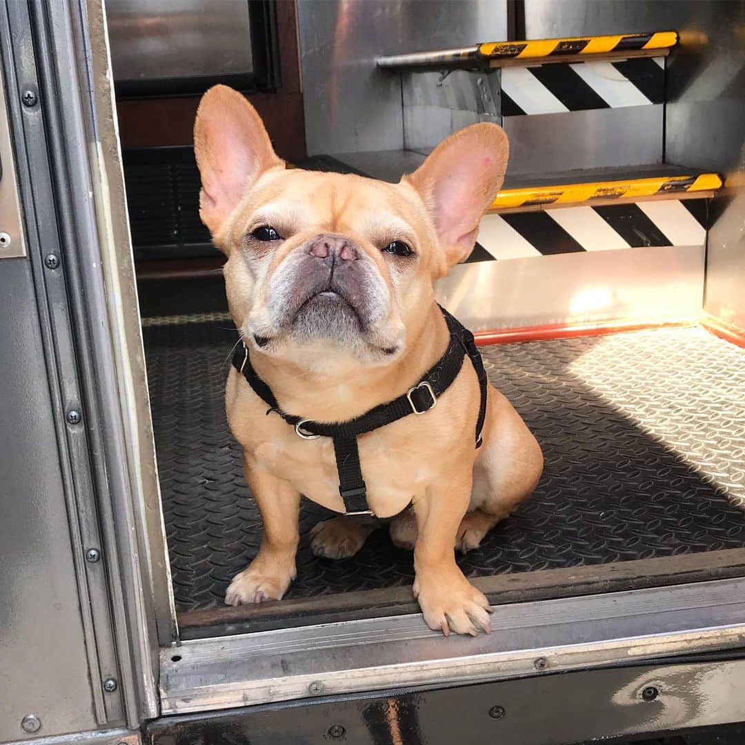 Hamlinさんのインスタグラム写真 - (HamlinInstagram)「Are you part of the craft services crew? If so, you may enter. .......... #setlife」5月16日 8時53分 - hamlin_the_frenchie