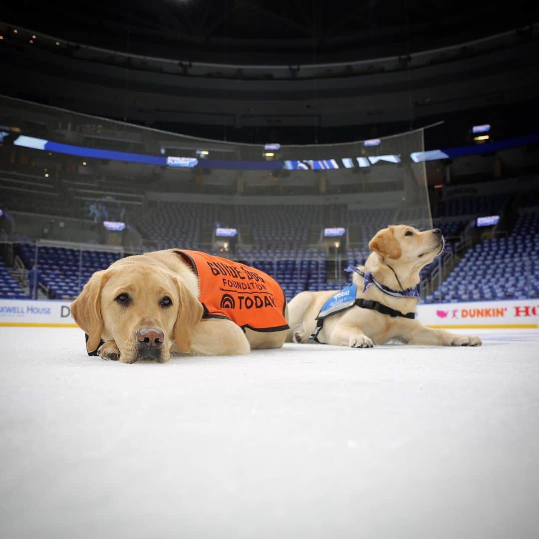 NHLさんのインスタグラム写真 - (NHLInstagram)「Just a couple of good pups. #StanleyCup 🇺🇸📺: @nhlonnbcsports 🇨🇦📺: @sportsnet」5月16日 8時54分 - nhl