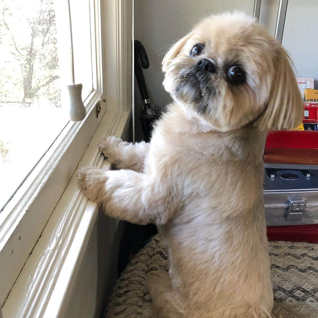 Dougie the Shih Tzuさんのインスタグラム写真 - (Dougie the Shih TzuInstagram)「Can I help you?」5月16日 9時04分 - dailydougie