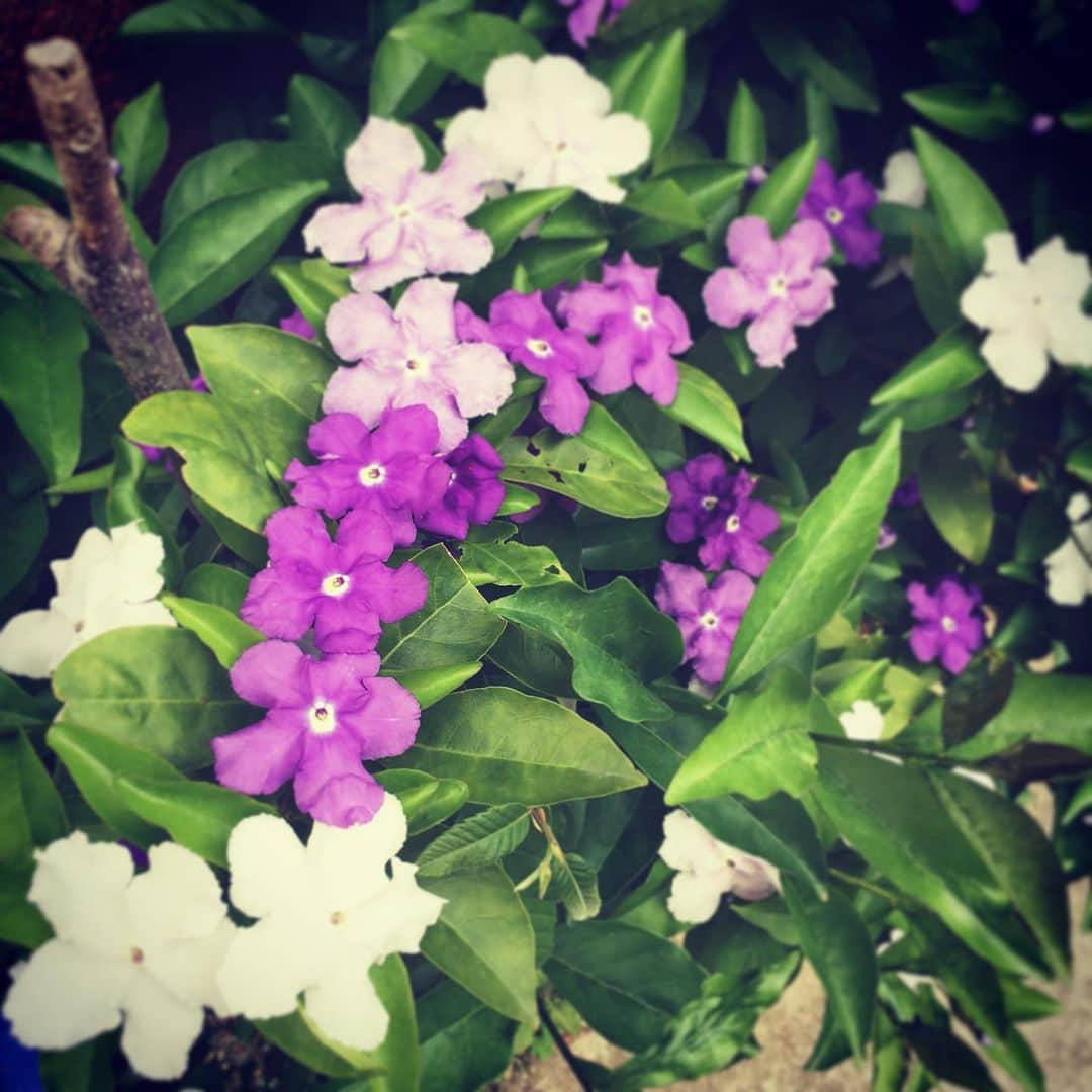 野村佑香さんのインスタグラム写真 - (野村佑香Instagram)「我が家のミョウバンマツリ、絶好調なり。  #匂いがいい花のなる木を地植えしたい#猫の額 いや #ゴルゴ13の額 ほどの#庭」5月16日 9時02分 - nomuyuu
