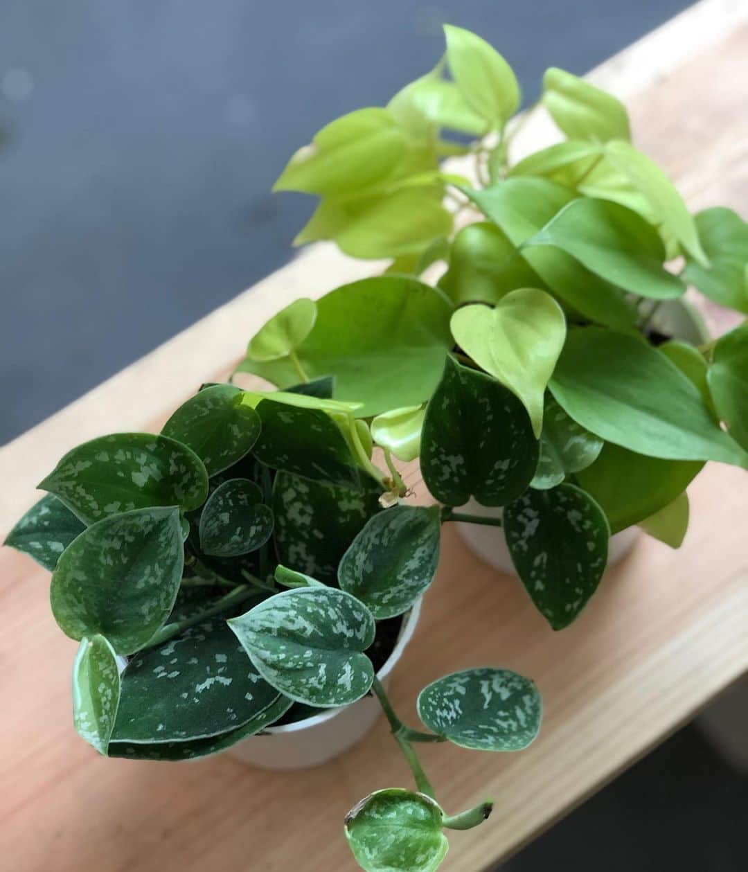 The Louunさんのインスタグラム写真 - (The LouunInstagram)「Pothos sets are available now 🌿」5月16日 9時06分 - shoplouun