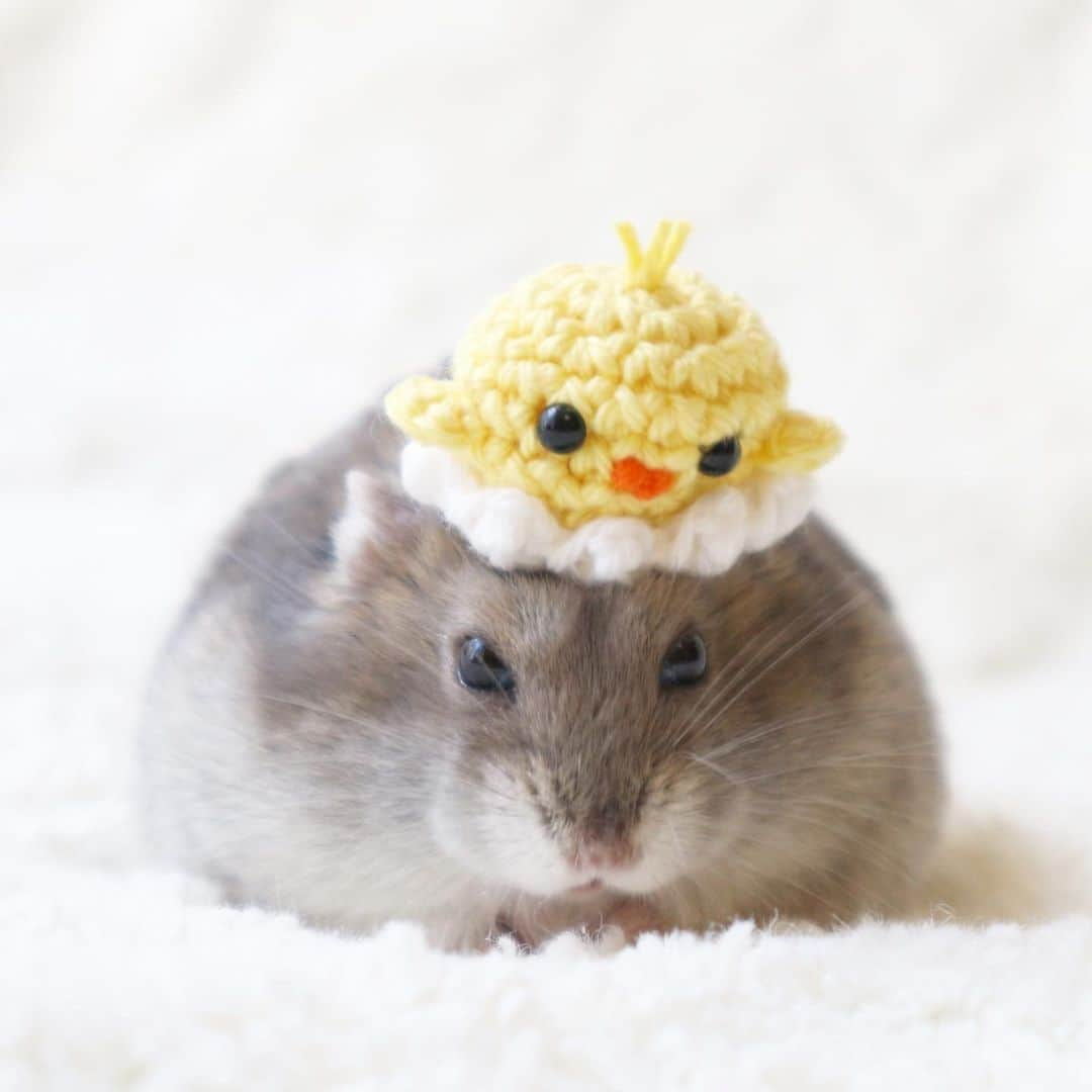 hamster_mocoのインスタグラム