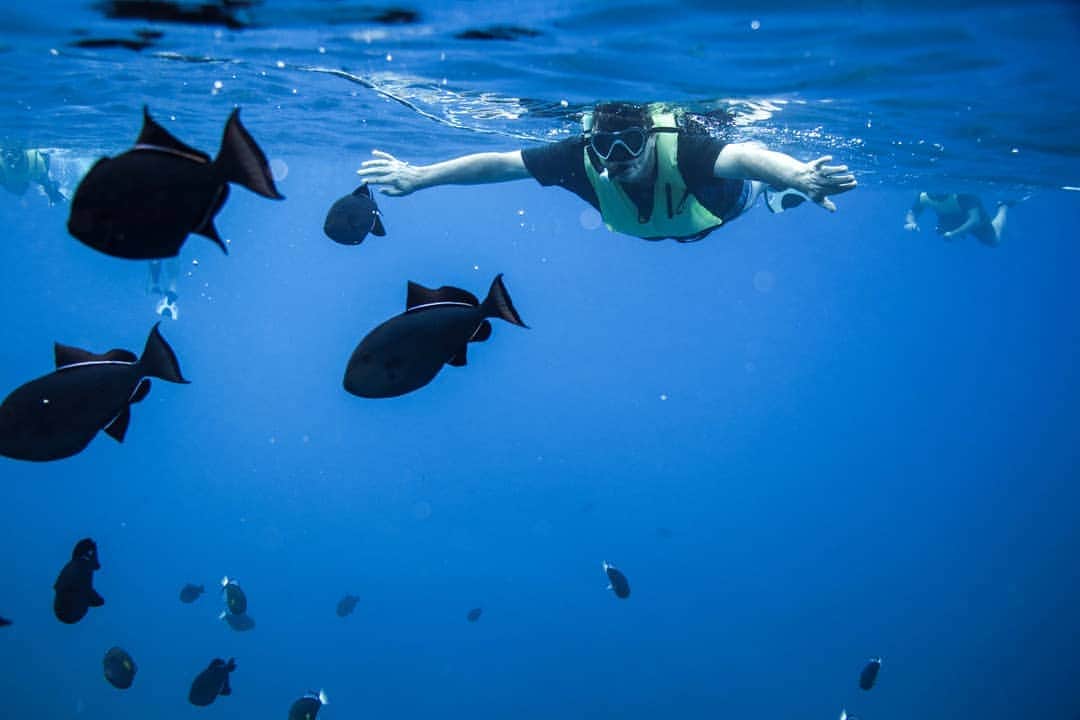 And Youさんのインスタグラム写真 - (And YouInstagram)「Can you guess how many different known species of fish there are in Hawaii? . . . . #hawaiivacation #hawaiilife #hawaiidolphins #hawaiistagram #oahu #underwaterphotographyhawaii #ocean #dolphinsandyou #hawaiiholiday #explorehawaii」5月16日 9時17分 - dolphinsandyou