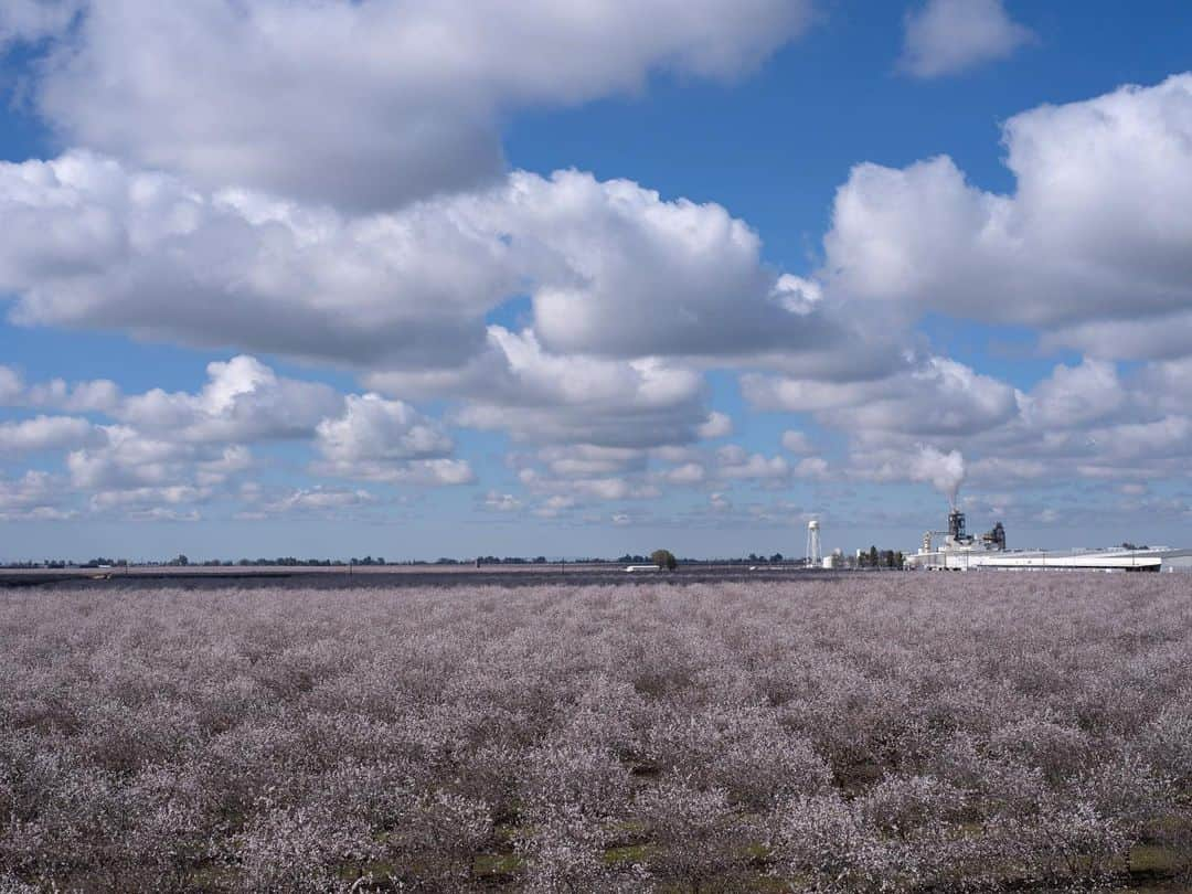 ナショナルジオグラフィックさんのインスタグラム写真 - (ナショナルジオグラフィックInstagram)「Photos by Lucas Foglia @lucasfogliaphoto | Eighty percent of the world’s almonds are grown in California’s Central Valley. Honeybees trucked in by the billions to pollinate the trees are as essential as rain and sunshine. Without them, only a fraction of the acreage under self-pollinating almond varieties would produce nuts.」5月16日 9時36分 - natgeo