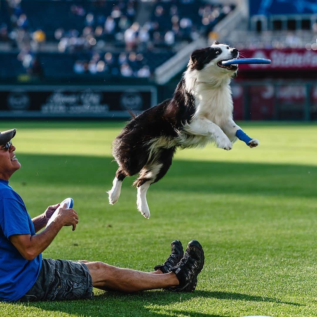 カンザスシティ・ロイヤルズさんのインスタグラム写真 - (カンザスシティ・ロイヤルズInstagram)「Is it possible for an Instagram account to have a spirit animal?  #AlwaysRoyal // #BarkAtThePark」5月16日 9時48分 - kcroyals