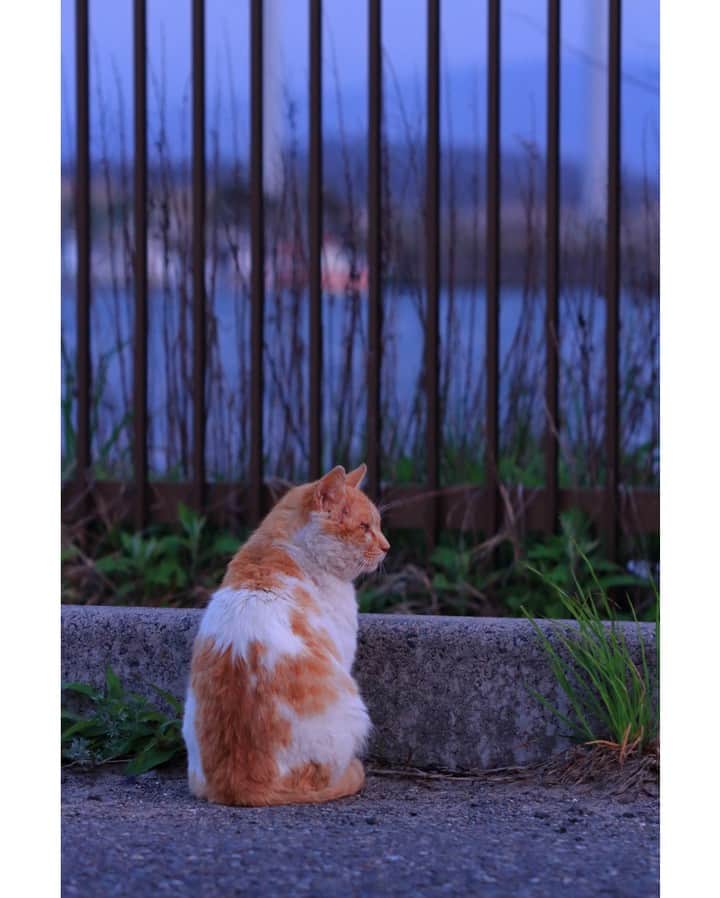 NEKOくらぶさんのインスタグラム写真 - (NEKOくらぶInstagram)「|| 惜春の候⠀ *⠀ Facebookから、Kazuhiko Tagawaさんの作品ですにゃ（＝ΦωΦ＝）⠀ ⠀ *⠀ 投稿いただいたURL⠀ https://www.facebook.com/photo.php?fbid=2423381824609178⠀ *⠀ いいね！＆コメント大歓迎！！⠀ *⠀ #nekoclub #NEKOくらぶ #Japan #Photo #写真 #日本 #cat #ネコ #ねこ #猫 ⠀ Follow: @nekoclub_jpn⠀ *⠀ ▼【廣済堂出版共同企画】NEKOくらぶの皆さまとつくる「NEKOくらぶ写真集」、発売中♪（＝ΦωΦ＝）⠀ ※詳細は本アカウント「 @nekoclub_jpn 」のプロフィールに固定しているハイライトから」5月16日 10時00分 - nekoclub_jpn