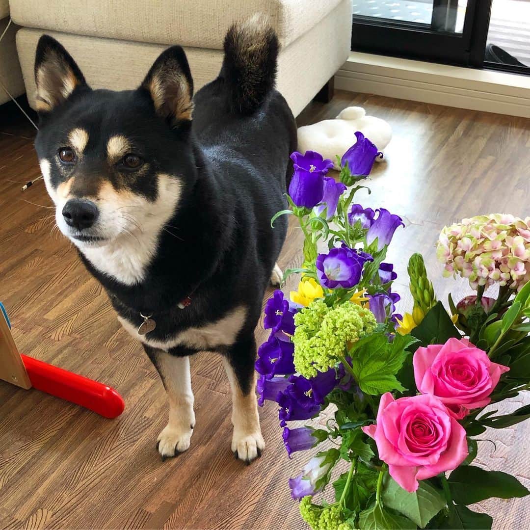 vo_coのインスタグラム：「☀️ GW期間中、ほぼどこにも出かけずに一緒にいたけど、反動で忙しくなってほぼ構ってやれてないお留守番の日々 でも子供が産まれる前の生活と比べて、1人で夜遅くまで留守番してるパターンはほぼ無くなったから、慣れてもらうしかないかな… 頑張れこたつ！ * #弟が帰ってくる時間までファイト #shibastagram #instashiba #shiba #shibainu #黒柴 #柴犬」