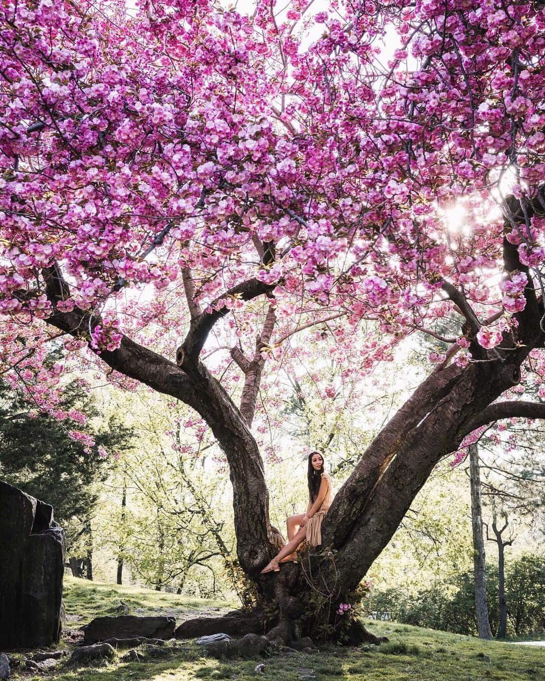 ウェンディー・グエンさんのインスタグラム写真 - (ウェンディー・グエンInstagram)「Another cherry blossom goodie 🌸🌸🌸 @gardnercr and I went back to this area and tried to track down this massive tree, but we couldn’t find it 😞 Fingers cross that it’s still there in its full blossom glory for others to enjoy ✨」5月16日 10時30分 - wendyslookbook
