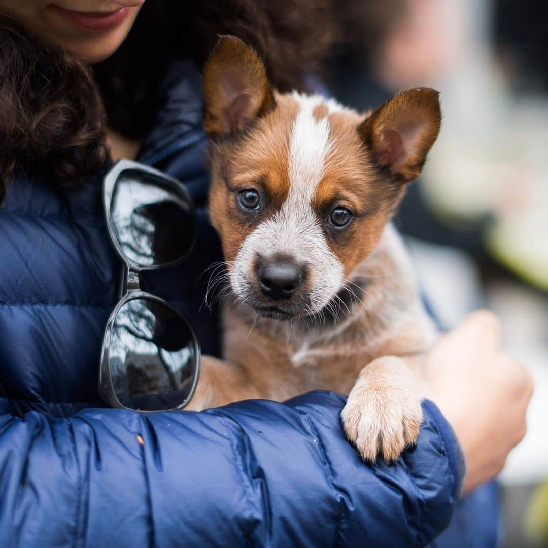 The Dogistさんのインスタグラム写真 - (The DogistInstagram)「Kuma & Tallulah, Australian Cattle Dogs (7 w/o & 6 m/o), 18th & Oakwood St., San Francisco, CA • “When they’re on the ground it’s like WrestleMania in our house.”」5月16日 10時59分 - thedogist