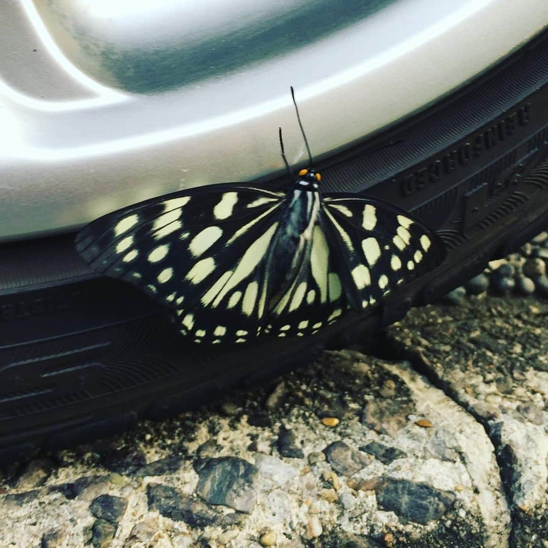 岸田繁さんのインスタグラム写真 - (岸田繁Instagram)「マダラチョウかな？」5月16日 11時08分 - kishidashigeru