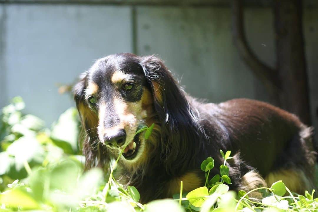ともさんのインスタグラム写真 - (ともInstagram)「くーちんは、美容を考え終始サラダバー☘ * #ダックス #くーちん11歳 #dachshund #ブラタンダックス #クローバーガーデン」5月16日 11時00分 - tomowithdog