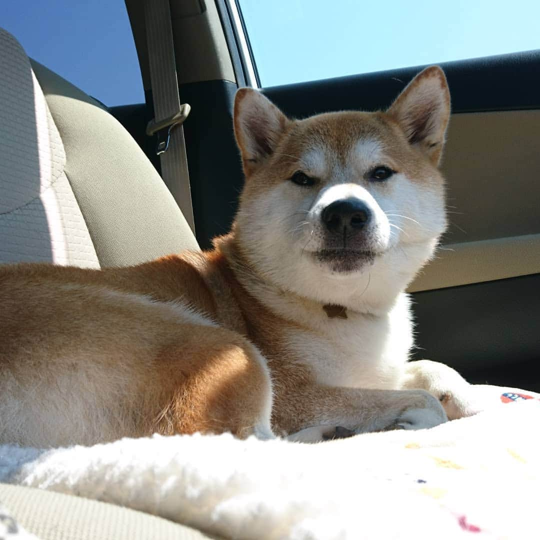 柴犬⭐️サスケさんのインスタグラム写真 - (柴犬⭐️サスケInstagram)「こんにちわん #茶助#柴犬#赤柴#犬ら部#ふわもこ部 #わんだフォ #柴北会 #朝ん歩 #💩#買い物」5月16日 11時11分 - shiba20150405