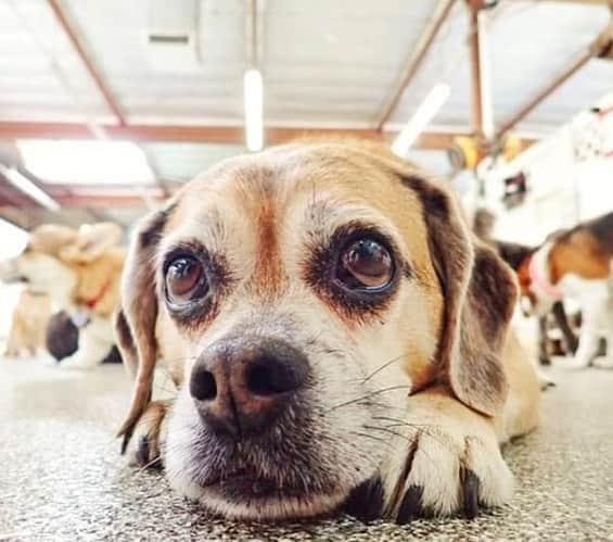 アンナ・キャンプさんのインスタグラム写真 - (アンナ・キャンプInstagram)「I miss u so much my heart hurts ❤️#rockythepuggle (to clarify.. Rocky is alive and well and at day care because I am on location in Mexico filming but Thankyou for being so sweet guys!)」5月16日 11時29分 - therealannacamp