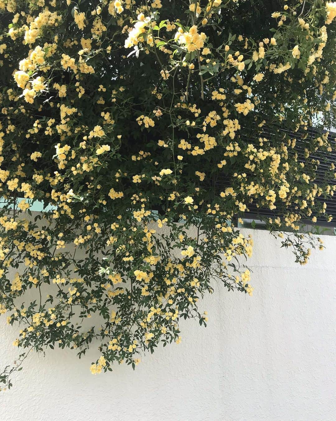 ジュジュさんのインスタグラム写真 - (ジュジュInstagram)「おにおに🍙 . 2週間検診♥️ . 久々のお外の緑や花が綺麗に咲き乱れていてほっこり🌿 . . 何でも無い事に幸せを感じて感謝する今日この頃🤲 . . #2週間検診 #おかんの独り言」5月16日 11時30分 - hiraka
