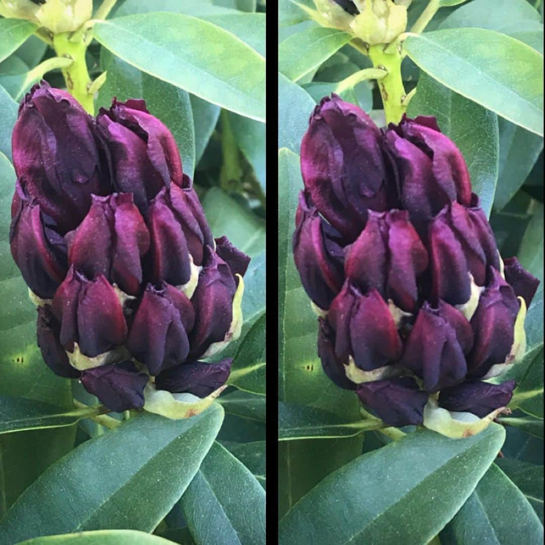ブライアン・メイさんのインスタグラム写真 - (ブライアン・メイInstagram)「Inflorescence du Jour ! How luscious are the buds of a Rhododendron just before they burst into bloom ? This is a new planting - all healthy and dark and purple and plump. Very Bohemian Rhapsody ! Can’t wait to see what these flowers look like when they open - I think we’re in for a surprise !  This stereo pair is for parallel free viewing - swipe for cross-eyed viewing. 💥💥💥💥 Apologies - I see it’s a little mid-aligned vertically. Too hasty !  Hope it doesn’t hurt you folks.  It might help to tilt your head a little to the right ! Or to the left on the cross-eyed one ... ach !!! Cheers ! Bri」5月16日 11時43分 - brianmayforreal