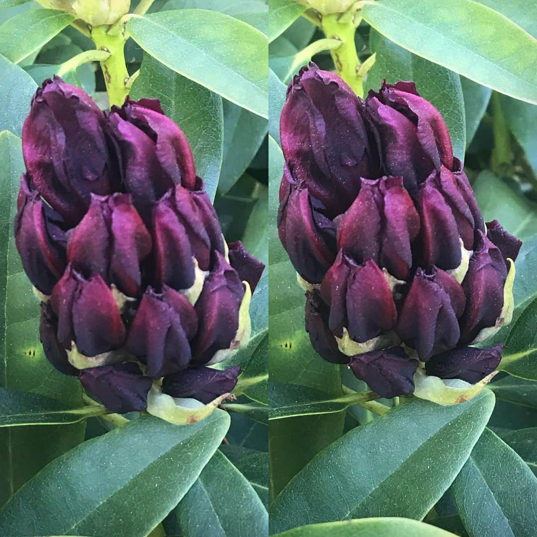 ブライアン・メイさんのインスタグラム写真 - (ブライアン・メイInstagram)「Inflorescence du Jour ! How luscious are the buds of a Rhododendron just before they burst into bloom ? This is a new planting - all healthy and dark and purple and plump. Very Bohemian Rhapsody ! Can’t wait to see what these flowers look like when they open - I think we’re in for a surprise !  This stereo pair is for parallel free viewing - swipe for cross-eyed viewing. 💥💥💥💥 Apologies - I see it’s a little mid-aligned vertically. Too hasty !  Hope it doesn’t hurt you folks.  It might help to tilt your head a little to the right ! Or to the left on the cross-eyed one ... ach !!! Cheers ! Bri」5月16日 11時43分 - brianmayforreal