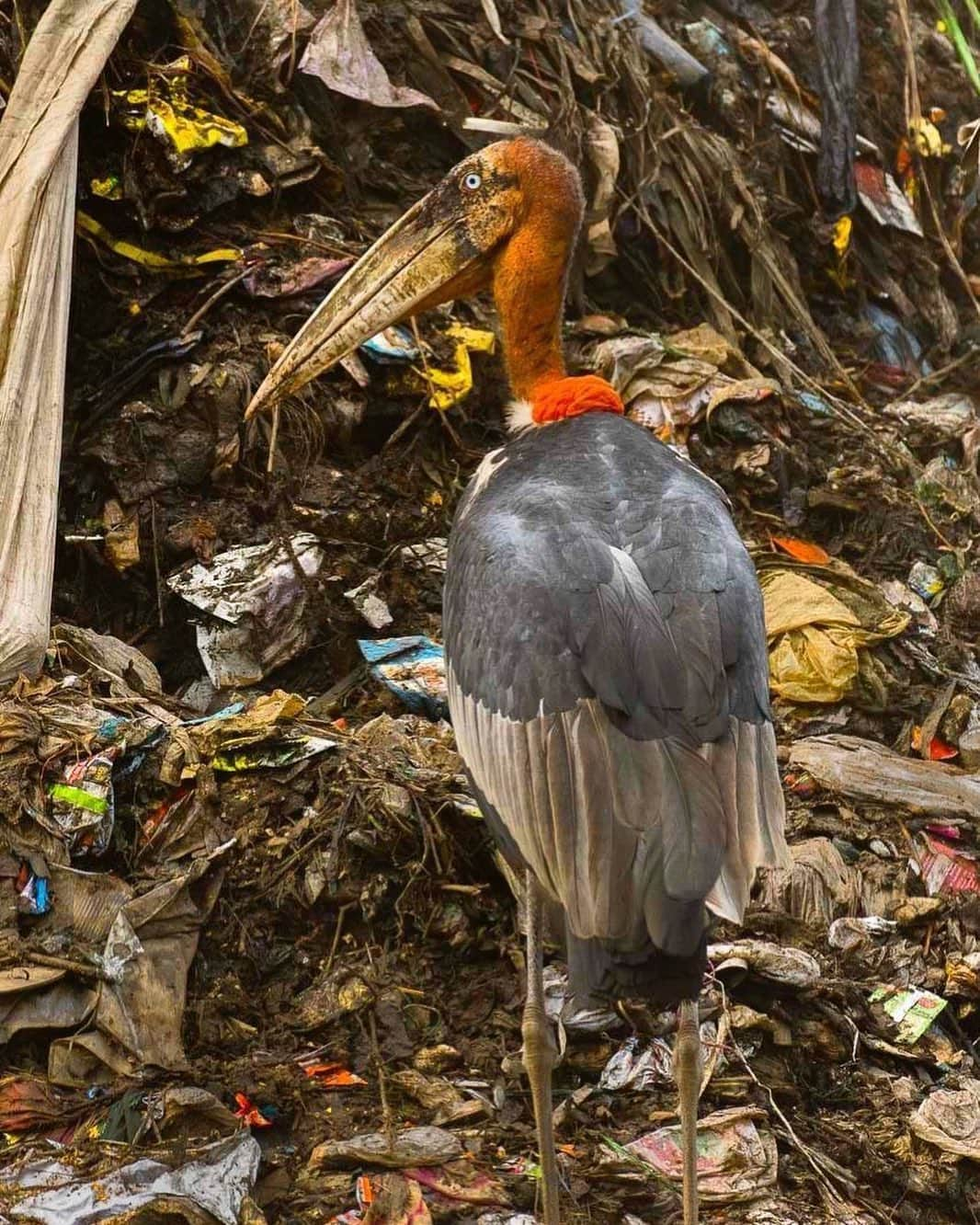 アメリカ自然史博物館さんのインスタグラム写真 - (アメリカ自然史博物館Instagram)「One animal’s trash is another animal’s treasure—just ask the Greater Adjutant (Leptoptilos dubius). The southern Asia native, which is known for eating large carrion, is often seen hanging out around landfills, scavenging whatever treats it can find. When it’s not rummaging through garbage, the Greater Adjutant might be spotted in wetland habitats, going after tasty fish and crustaceans. This large bird has a wingspan that can reach more than 8 feet (2.5 meters), and it can grow to nearly 5 feet (1.5 meters) tall. This scavenger may use its size to intimidate other critters and steal food from them. Photo: Francesco Veronesi」5月16日 11時38分 - amnh