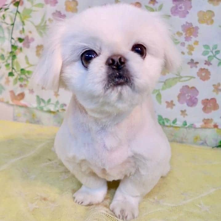 のインスタグラム：「#ペキニーズ #ぺきにーず #白ペキニーズ #Pekingese #pekingese  #pekingeselove #pekingesesofinstagram  #pekinese #pekistagram  #japanese #japan #dogstagram  #dogs #dog #japanesedog #japanesedogs #doglover #love #iloveyou #ilovedogs #京叭狗 #페키니즈 #cute #cutedog  #ハロウィン #愛犬 #わんこ #犬 #エブリドッグ #ZIP写真部」
