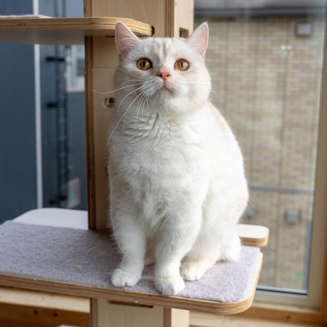 マアルのインスタグラム：「榛名ちゃん🐈 #猫好きさんと繋がりたい #北海道 #旭川市 #ペットホテル」
